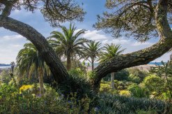 Palmen in Abbey Gardens - Tresco